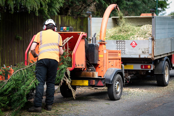 Best Local Tree Services  in Shrewsbury, MO